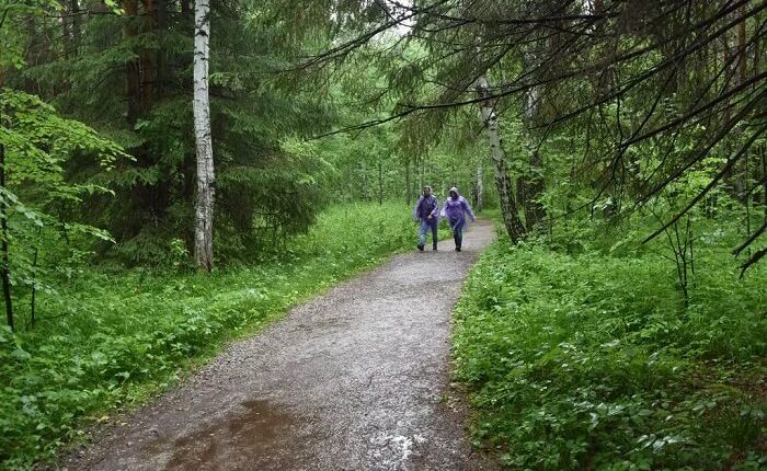 Зеленые пояса создадут вокруг Сухога Лога и Первоуральска