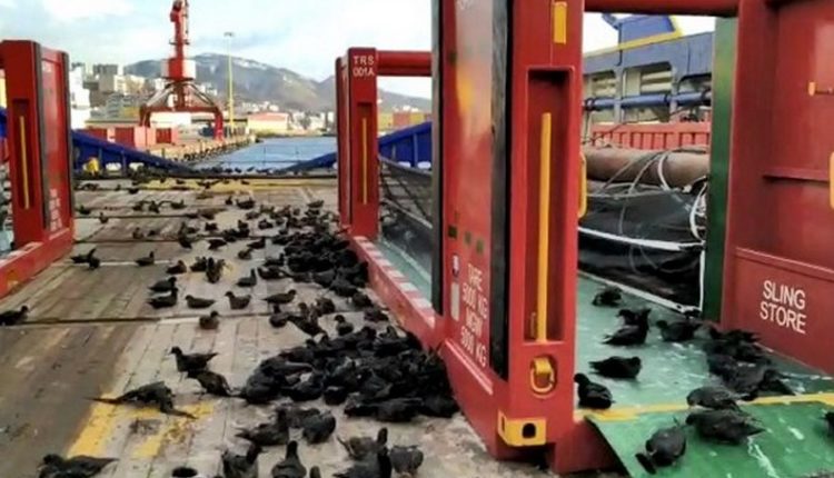 Команда Витуса Беренга может ответить за жестокое обращение с птицами