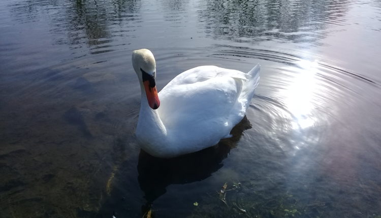 Лебедь. Автор фото: Роман Незовибатько