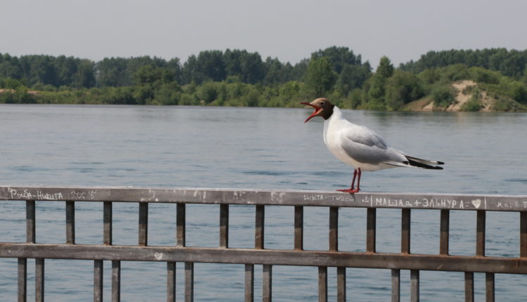 Очистные сооружения в Иркутске загрязнили Ангару