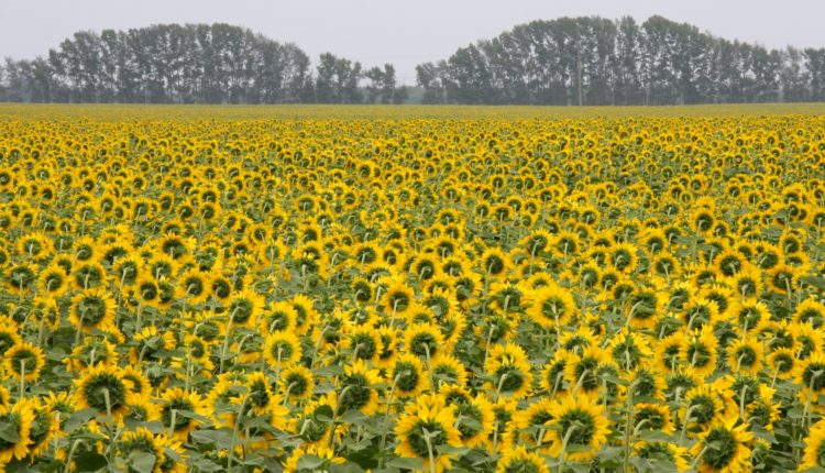 Подсолнечные поля. Автор - Наталья Слободчикова