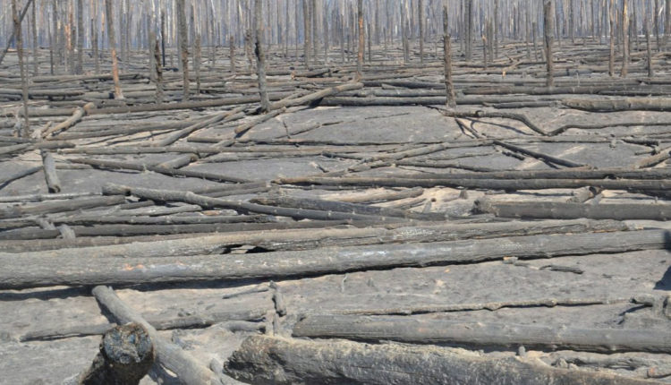 Пожар в зоне отчуждения Чернобыля помог потушить дождь