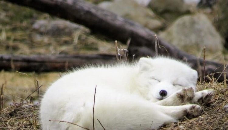 Роснефть обследует экосистему Арктики