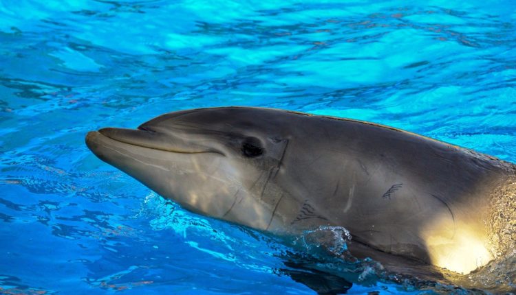 дельфин