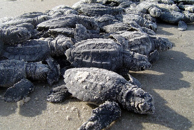 Тайские пляжи оккупировали кожистые черепахи