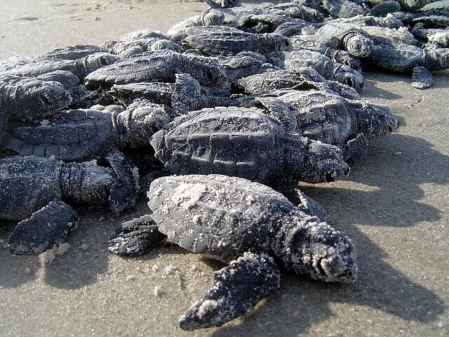 Тайские пляжи оккупировали кожистые черепахи
