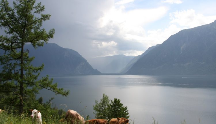 Выпас на Телецком озере / Автор: Наталья Слободчикова