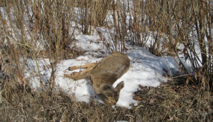 Трупы диких и домашних животных обнаружили в Якутии