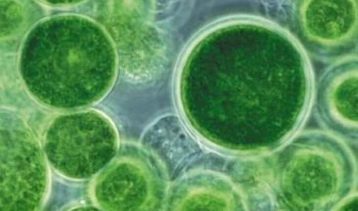 Ученые нашли способ получать электричество из водорослей