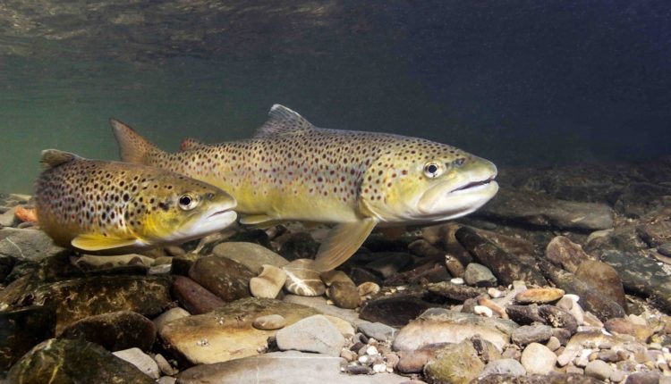 Краснокнижную форель восстановят в Чечне