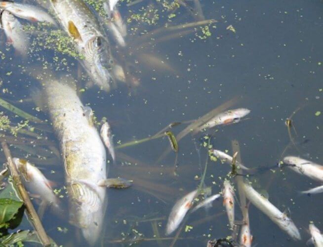 В реке Сереж гибнет рыба