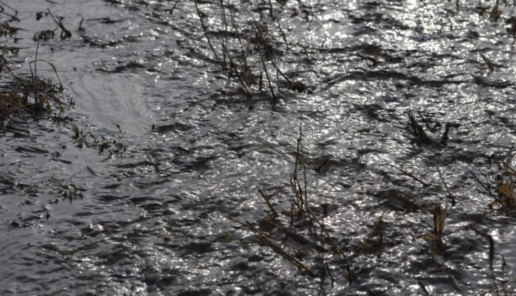 В воды реки Сереж попадают нечистоты