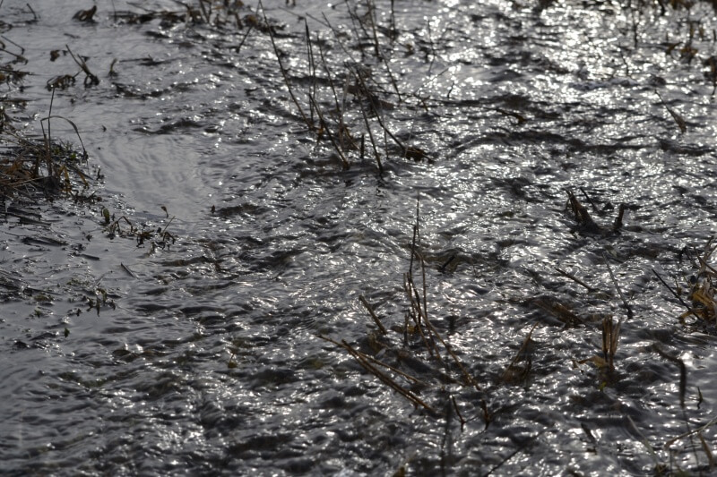 В воды реки Сереж попадают нечистоты