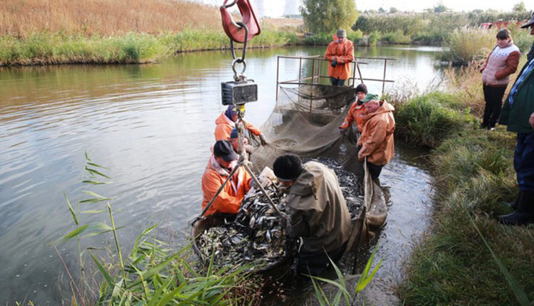 Работники Нововоронежской АЭС производят зарыбление