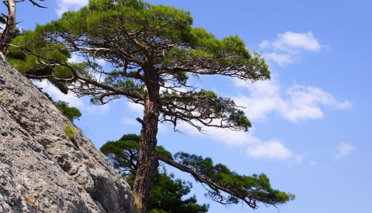 Крымская сосна исключена из Красной книги РФ