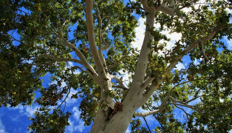 Платан лучше подходит для очищения воздуха Ташкента