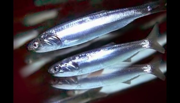 Хамса заполонила берег Крымского лимана