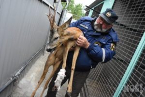 В Воронеже спасают раненую косулю