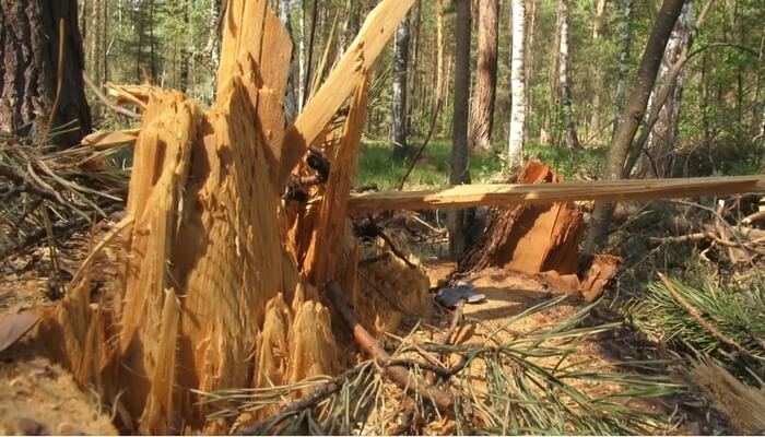 В Барнауле рубят лес под строительство коттеджей