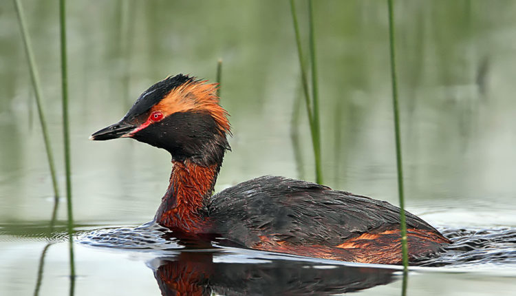 Красношейная поганка попала в Красную книгу России