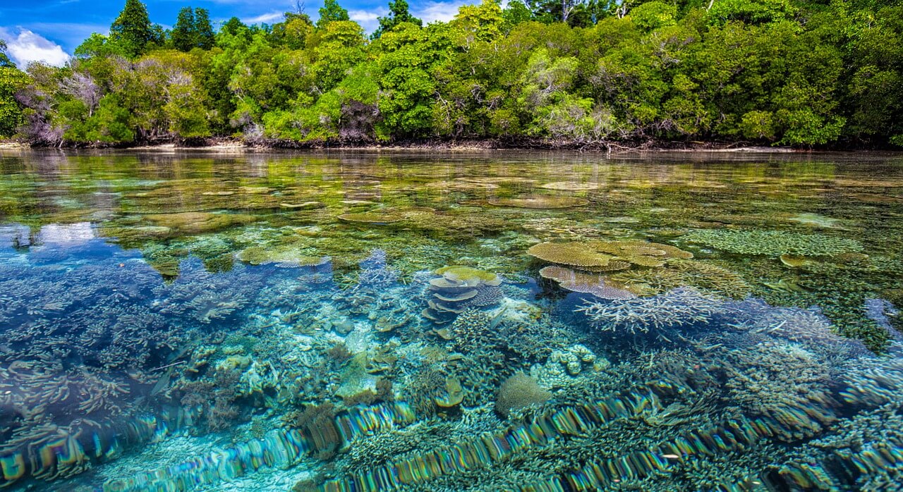 Коралловые рифы погибают