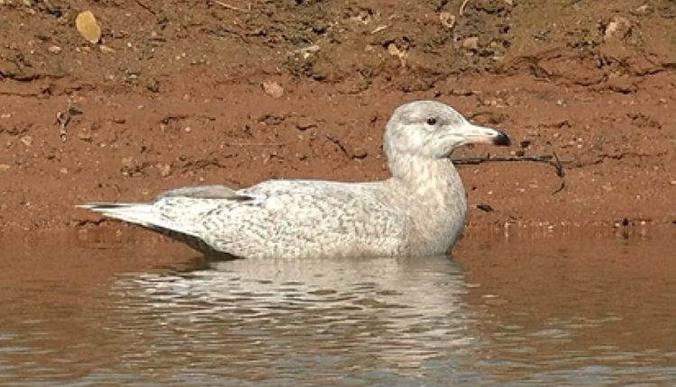 Редкую птицу встретили в Гатчинском районе