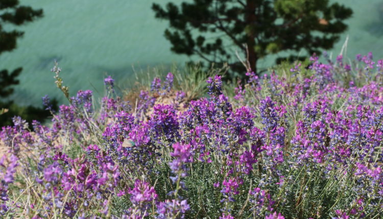 Байкал / Автор: Наталья Слободчикова