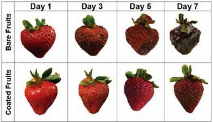 Биокомпозит увеличил срок годности фруктов на неделю
