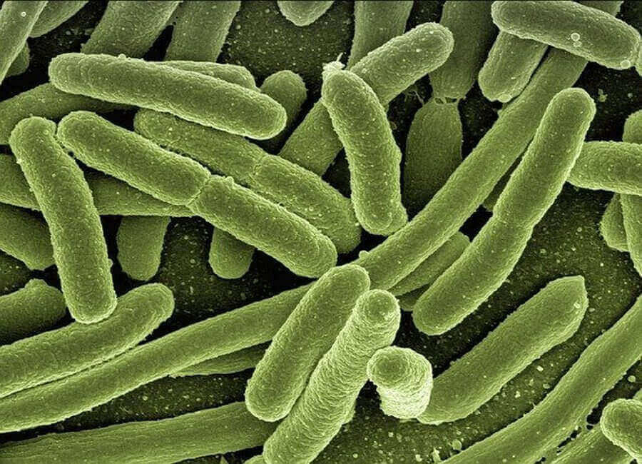 Биологи открыли у бактерий коллективную память