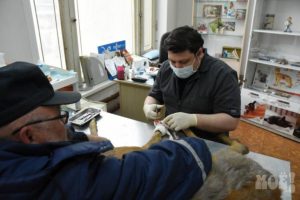 В Воронеже спасают раненую косулю