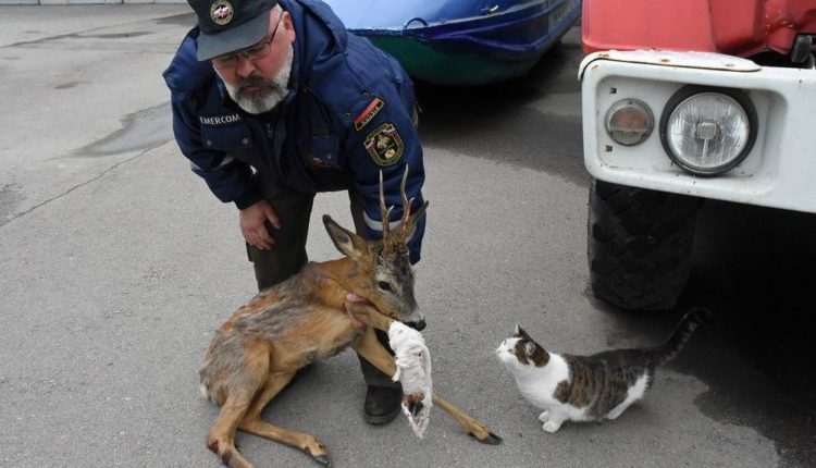 В Воронеже спасают раненую косулю