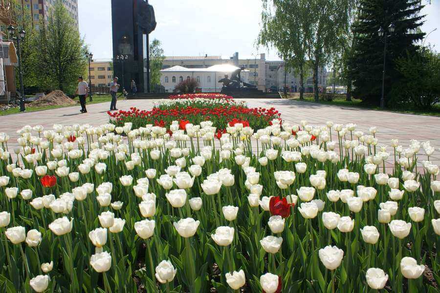 В Иваново хотят раздать местным жителям 55 тысяч луковиц тюльпанов для благоустройства дворов