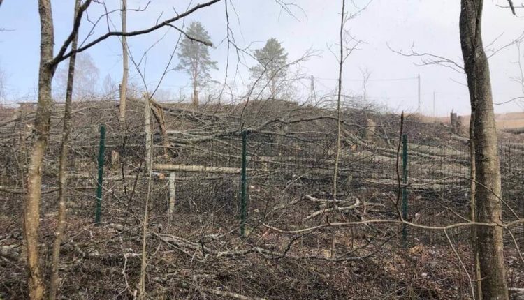 В Ленобласти рубят лес во время пандемии