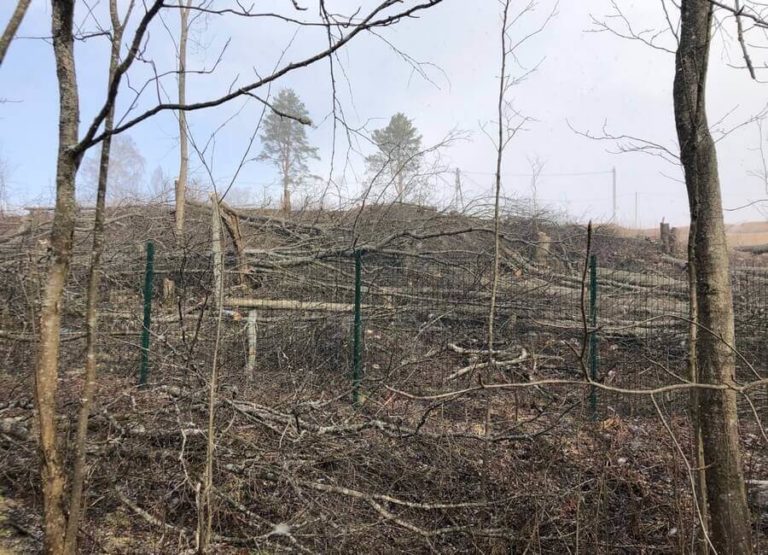 В Ленобласти рубят лес во время пандемии