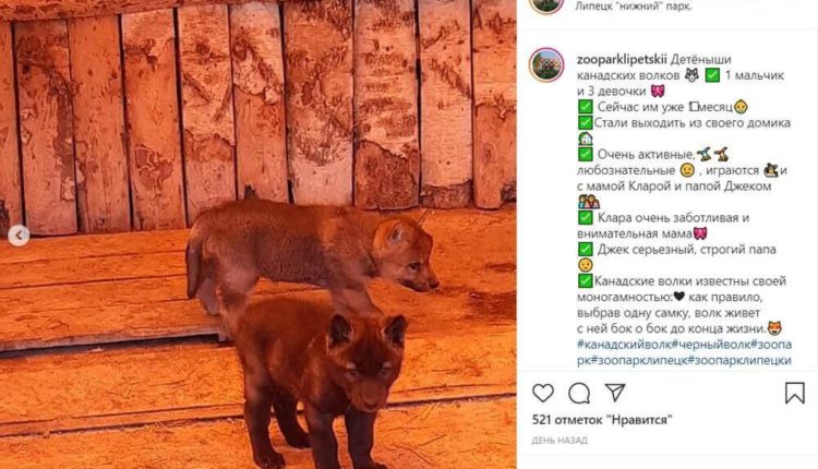 В липецком зоопарке родились четыре канадских волчонка