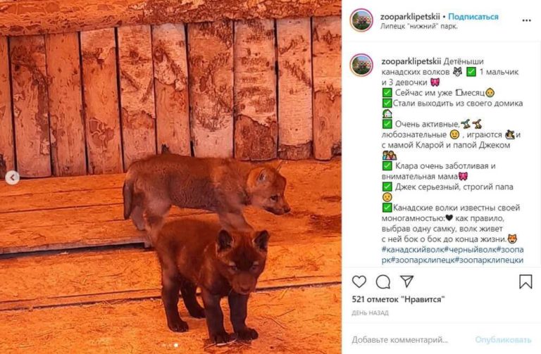 В зоопарке Липецка родились канадские волчата
