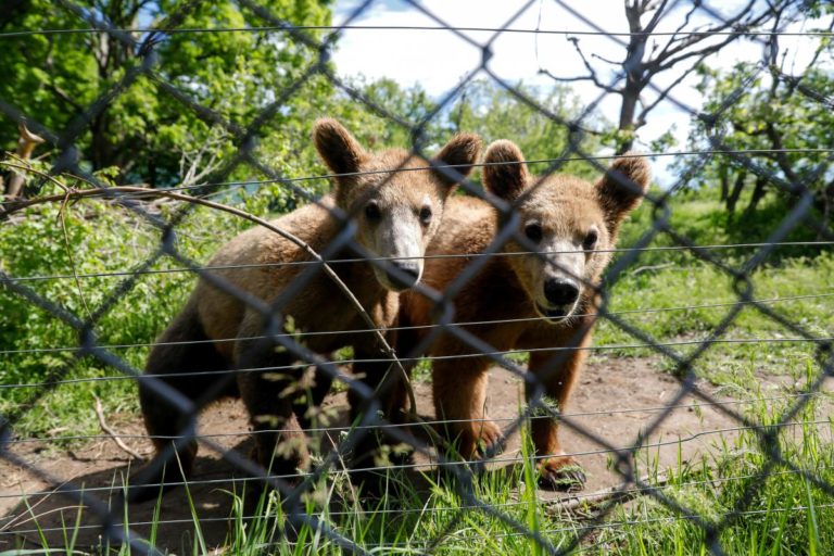 В Греции в лес выпустили двух медвежат
