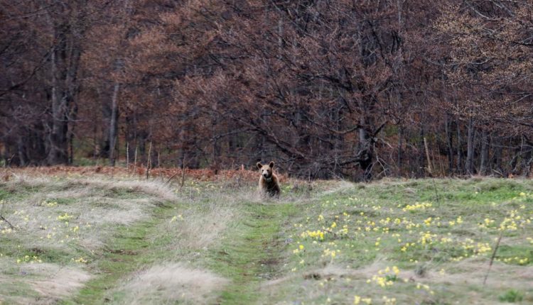 В Греции в лес выпустили двух медвежат