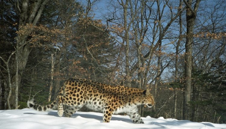 Дальневосточный леопард