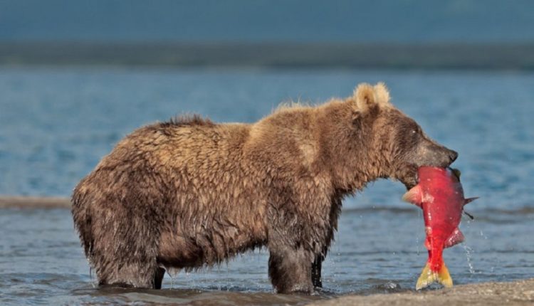 На Камчатке исследуют медведей