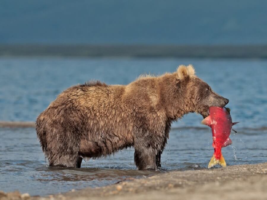 На Камчатке исследуют медведей