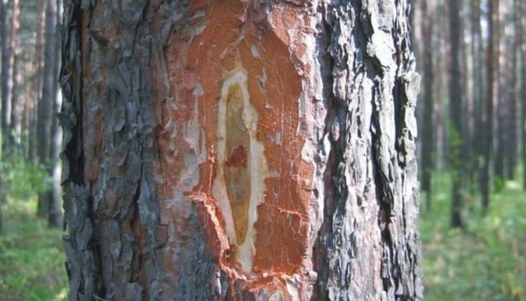 метод некротической метки