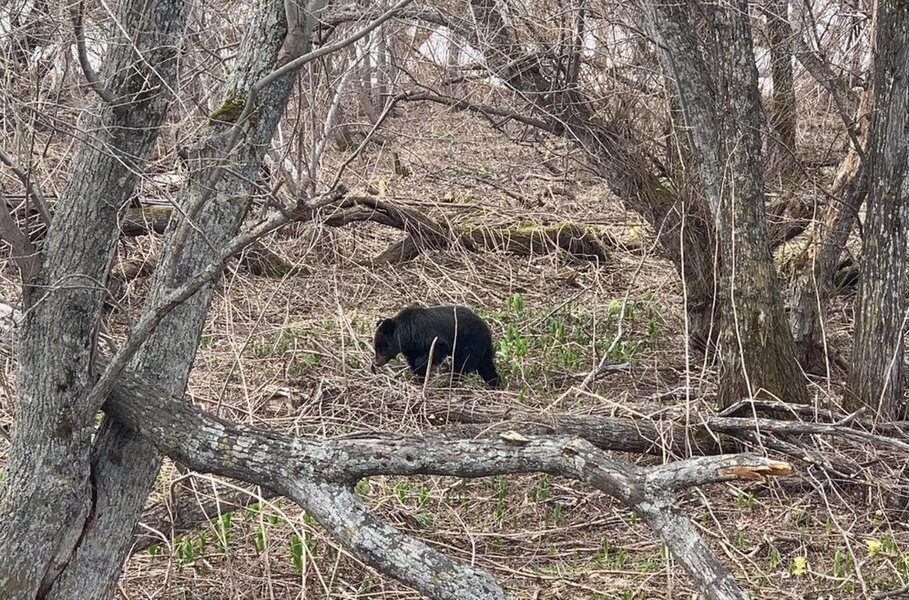 Одинокий медвежонок бродит по трассе на Сахалине