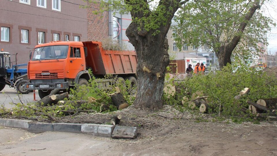 В Саратове массово вырубают деревья