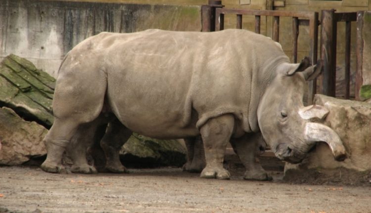 Северный белый носорог