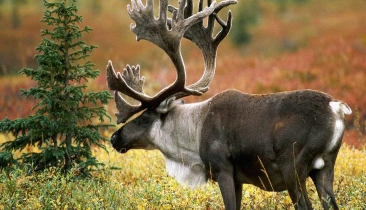 В Красноярском крае создадут заказник для северных оленей