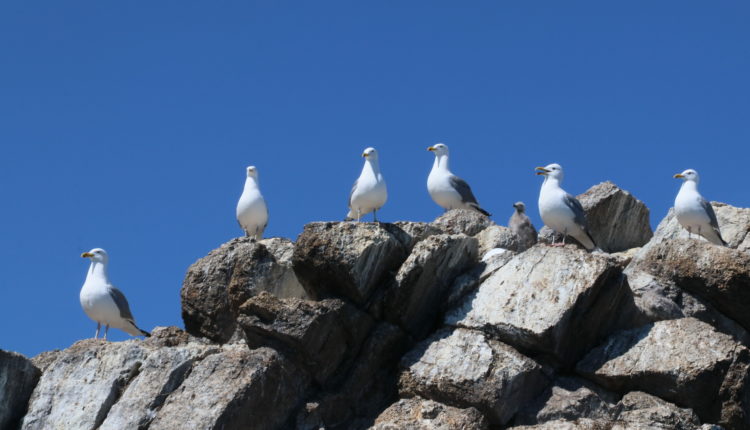 Чайки. Байкал / Автор: Наталья Слободчикова