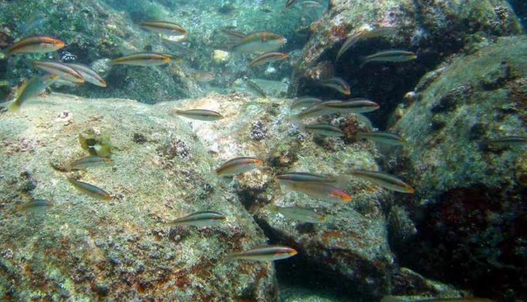 Японская АЭС создала среду обитания для тропических рыб