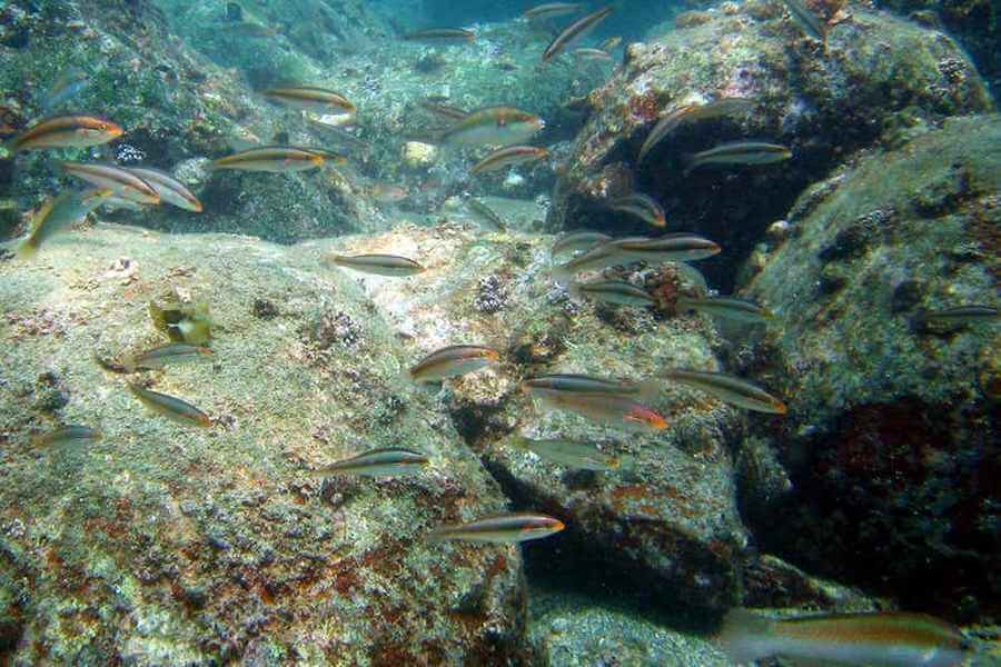 Японская АЭС создала среду обитания для тропических рыб