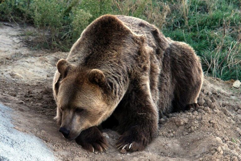 В Приморье ищут медведя с бидоном на голове